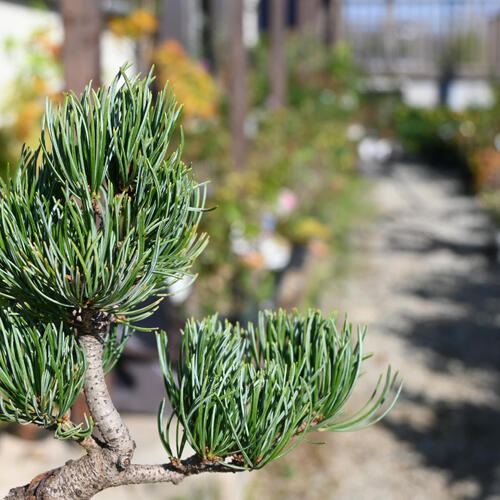 楽天市場】2024年11月撮影五葉松盆栽 本格 盆栽マツ まつ 吾妻 五葉松