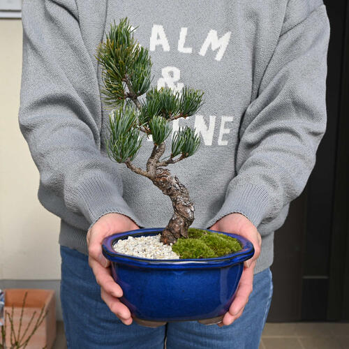 楽天市場】2024年11月撮影五葉松盆栽 本格 盆栽マツ まつ 吾妻 五葉松