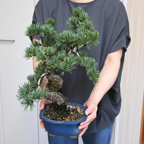 楽天市場】現品 2025年9月2日撮影 五葉松盆栽 本格 五葉松 盆栽 縁起の