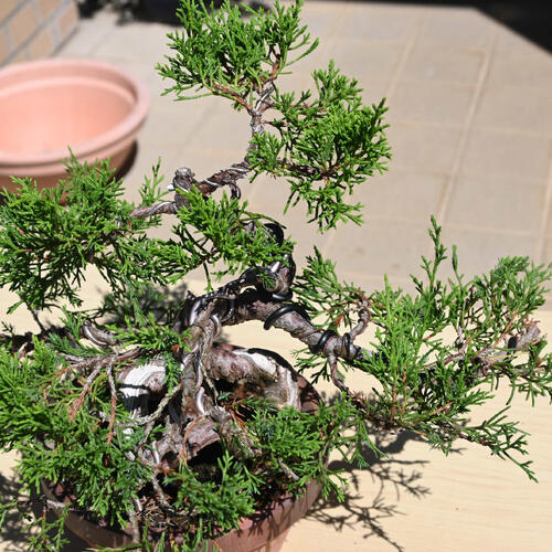 楽天市場】現品 2025年9月2日撮影 糸魚川真柏 盆栽 しんぱく : 園芸