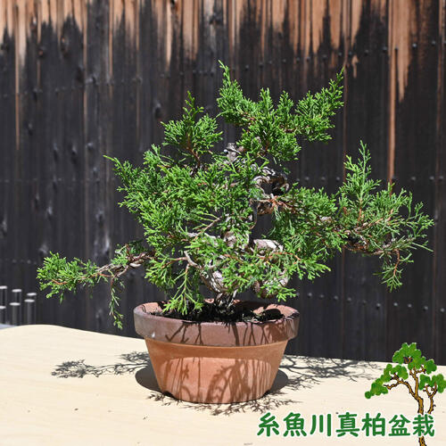 楽天市場】現品 2025年9月2日撮影 糸魚川真柏 盆栽 しんぱく : 園芸
