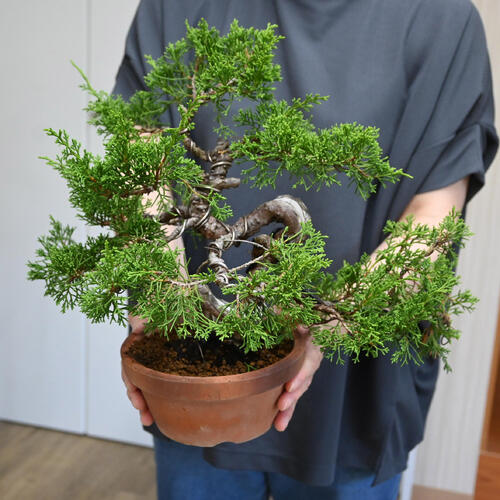 楽天市場】現品 2025年9月2日撮影 糸魚川真柏 盆栽 しんぱく : 園芸