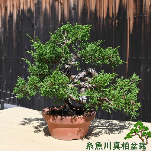 植木 盆栽 糸魚川真柏」の人気商品一覧 | 安い商品を通販サイトから