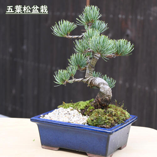 楽天市場】2026年NEW 五葉松盆栽 本格 五葉松 盆栽 縁起のよい木 樹形