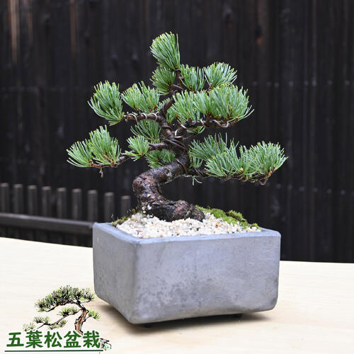 楽天市場】2026年NEW 五葉松盆栽 本格 五葉松 盆栽 縁起のよい木