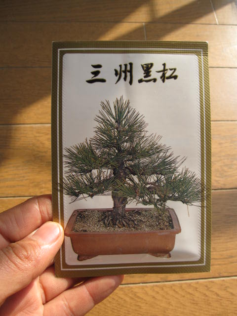 楽天市場】盆栽種 三河黒松盆栽の種 : 園芸百貨店何でも揃うこぼんさい
