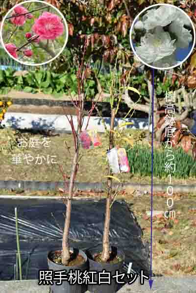 楽天市場】照手花桃苗おすすめ苗桃花2026年4月開花苗紅白花桃苗木