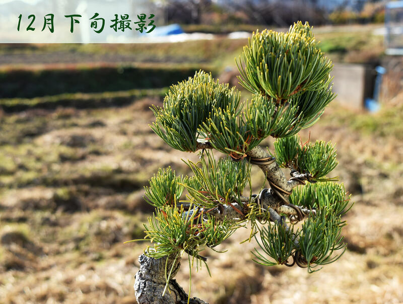 楽天市場】現品 五葉松盆栽 A4本格五葉松盆栽 2020年12月22日撮影