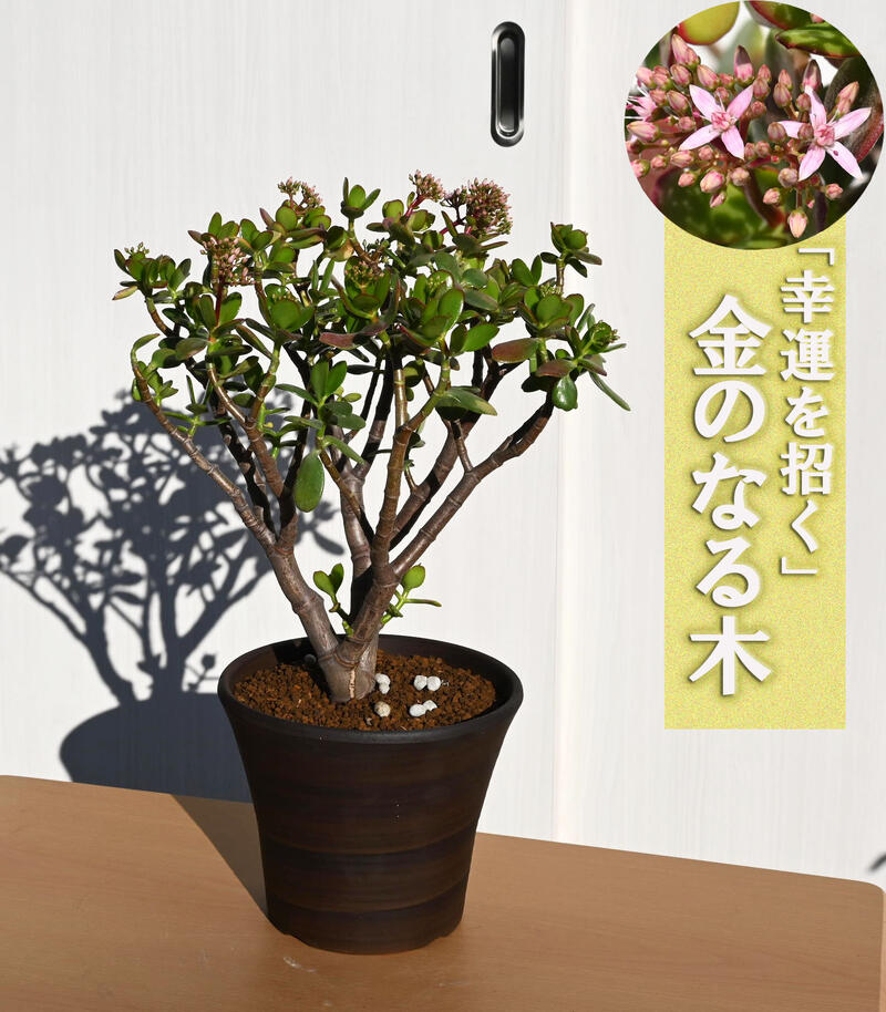 楽天市場】お買い物マラソン期間中楽天ポイント2倍2026年は大きい金の