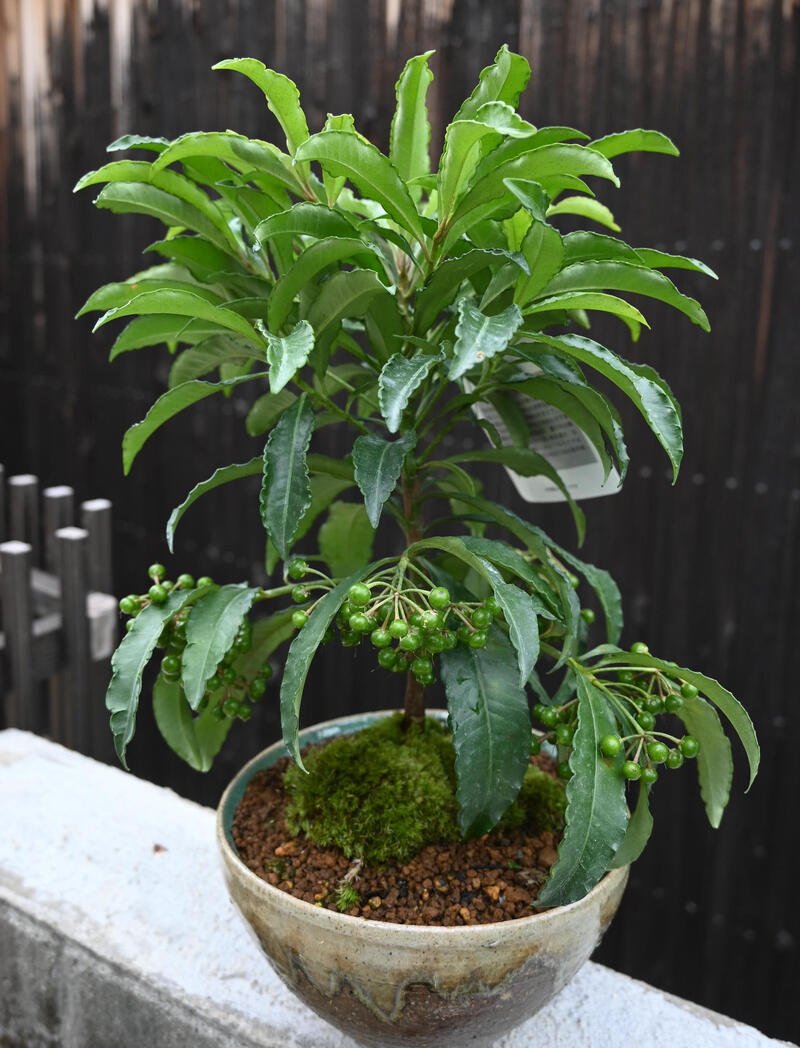楽天市場】白実縁起物万両盆栽鉢植え 2025年12月実付きでのお届け大実