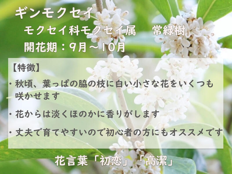 楽天市場】2026年10月開花予定です苗木 ギンモクセイ 銀木犀 白花