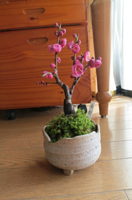 楽天市場】2026年2月～3月頃開花梅 ピンク八重梅盆栽紅梅紅梅盆栽ミニ