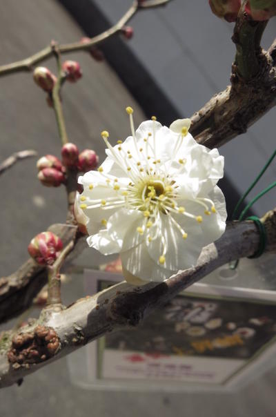 楽天市場】雲竜梅雲龍梅苗2022年2月〜3月に開花します 運気上昇樹