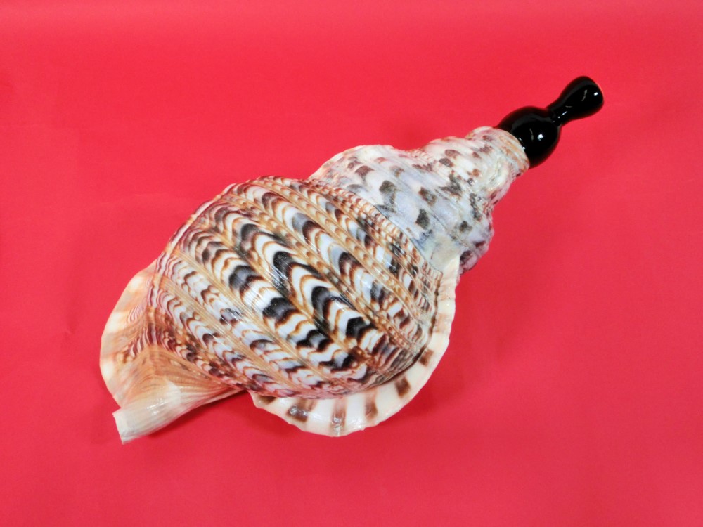 法螺貝 38cm (直線35.8cm) 1305g 法螺貝 38cm (直線35.8cm) 1305g