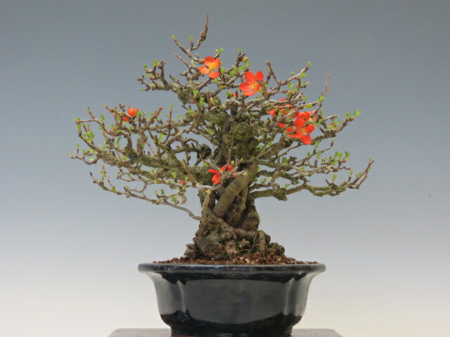 楽天市場】盆栽 長寿梅【ミニ盆栽 小品盆栽 花物盆栽 人気商品 送料