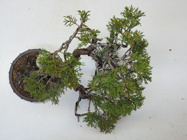 楽天市場】盆栽 真柏 （糸魚川）【ミニ盆栽 小品盆栽 松柏盆栽 人気