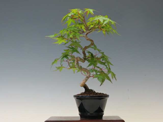 楽天市場】盆栽 山もみじ【ミニ盆栽 小品盆栽 雑木盆栽 ギフト