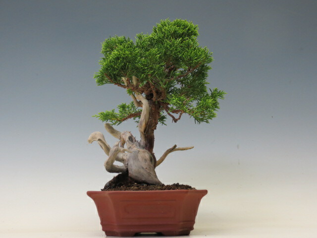 楽天市場】盆栽 真柏 （糸魚川）（売約済） : 盆栽専門店 三浦培樹園