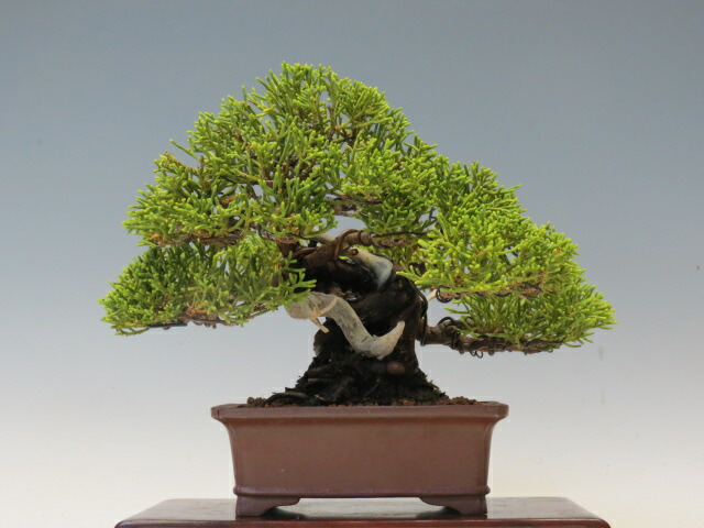 松柏盆栽」の人気商品一覧 | 安い商品を通販サイトから探す - 価格.com