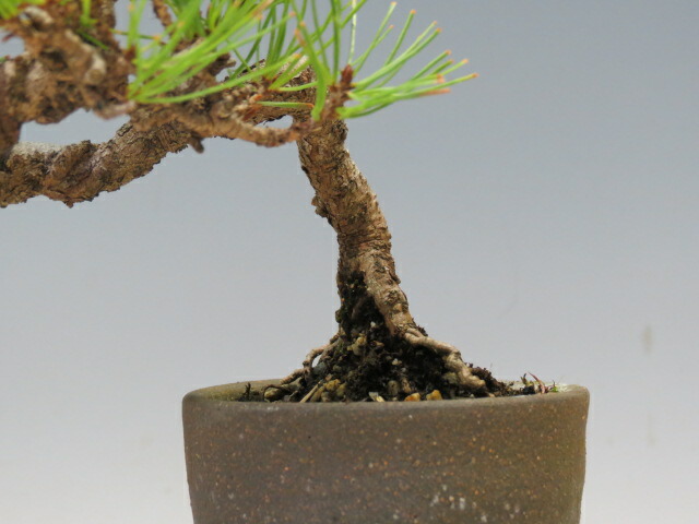 楽天市場】盆栽 赤松【ミニ盆栽 小品盆栽 松柏盆栽 ギフト お買い得