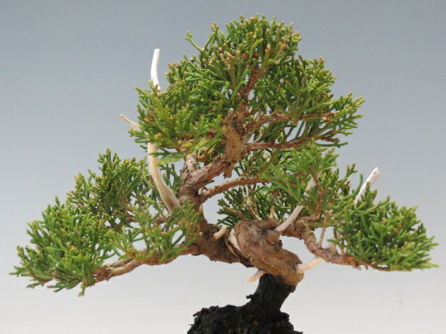 楽天市場】盆栽 真柏 （紀州）（売約済） : 盆栽専門店 三浦培樹園