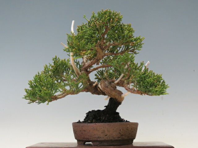 楽天市場】盆栽 真柏 （紀州）（売約済） : 盆栽専門店 三浦培樹園