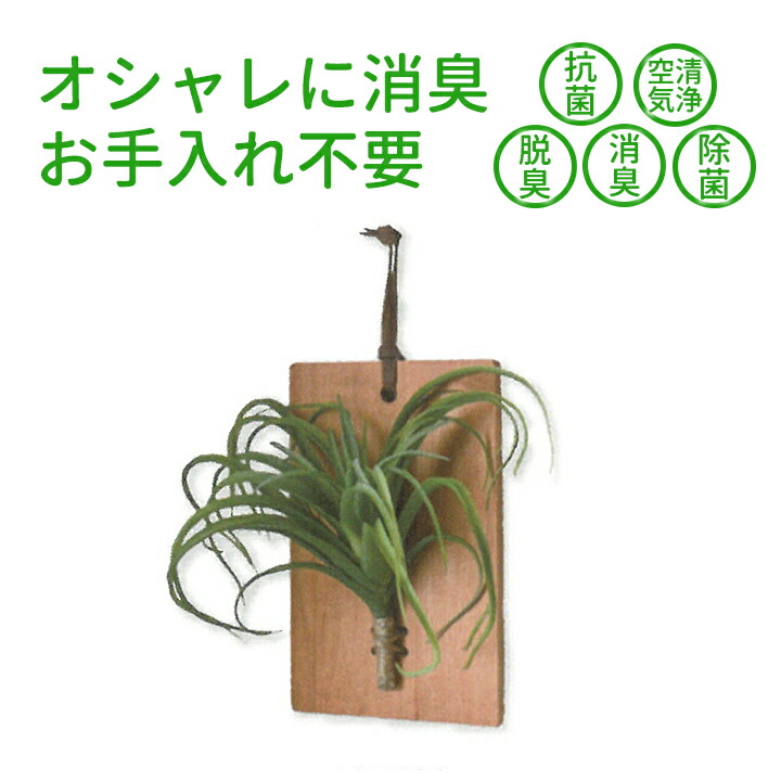 楽天市場】インテリアグリーン ウォールボード チランジア 光触媒