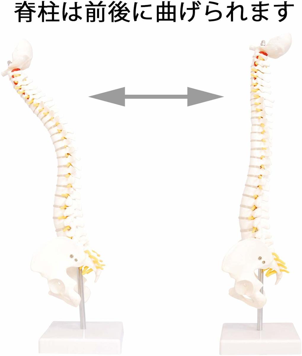 楽天市場】人体模型 脊椎骨盤模型 脊柱 脊髄 脊椎模型 脊椎骨模型 ミニ