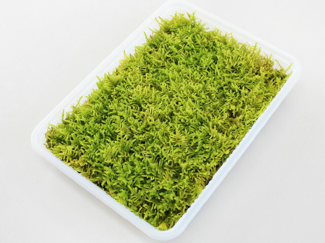 楽天市場】苔 こけ コケ ハイゴケ 【ハイゴケミニパック（L）(256