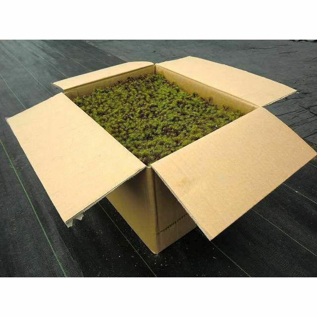 楽天市場】苔 スギゴケ 杉苔 庭園苔 【杉苔並品8枚入り（約0.8平米