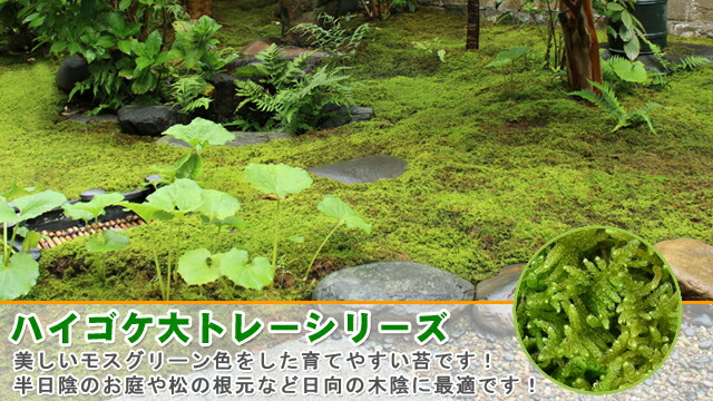 楽天市場】苔 こけ コケ ハイゴケ 【ハイゴケ大トレー(庭園用