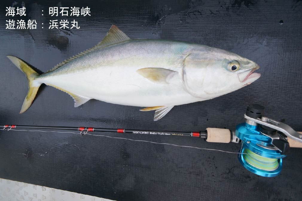 楽天市場】ZENITH ゼロシキ キンカイ ライトスペック オールラウンド