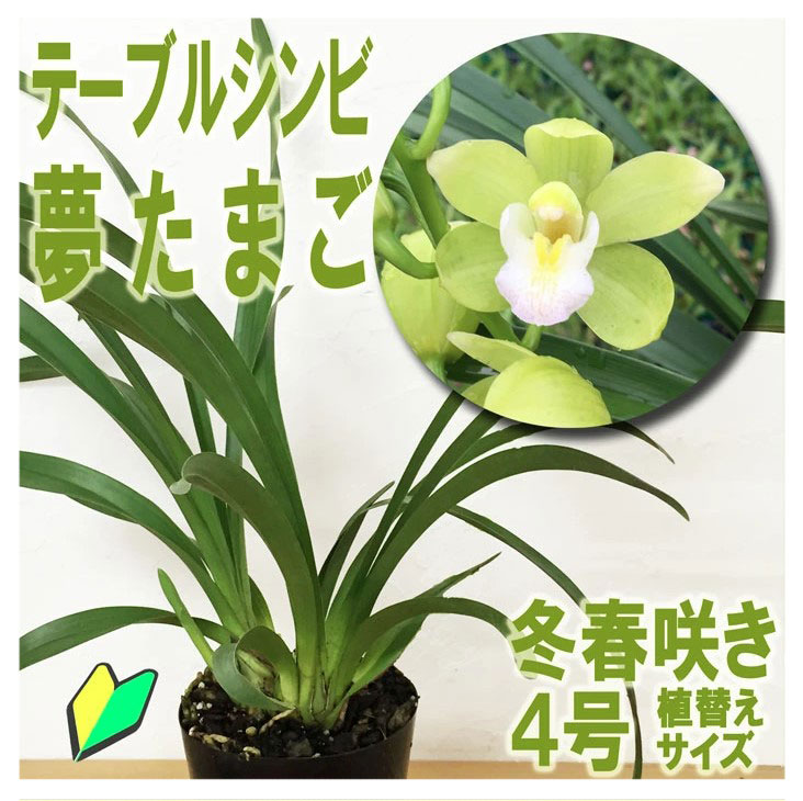 楽天市場】洋ランの苗『シンビジューム（テーブルシンビ）「夢たまご