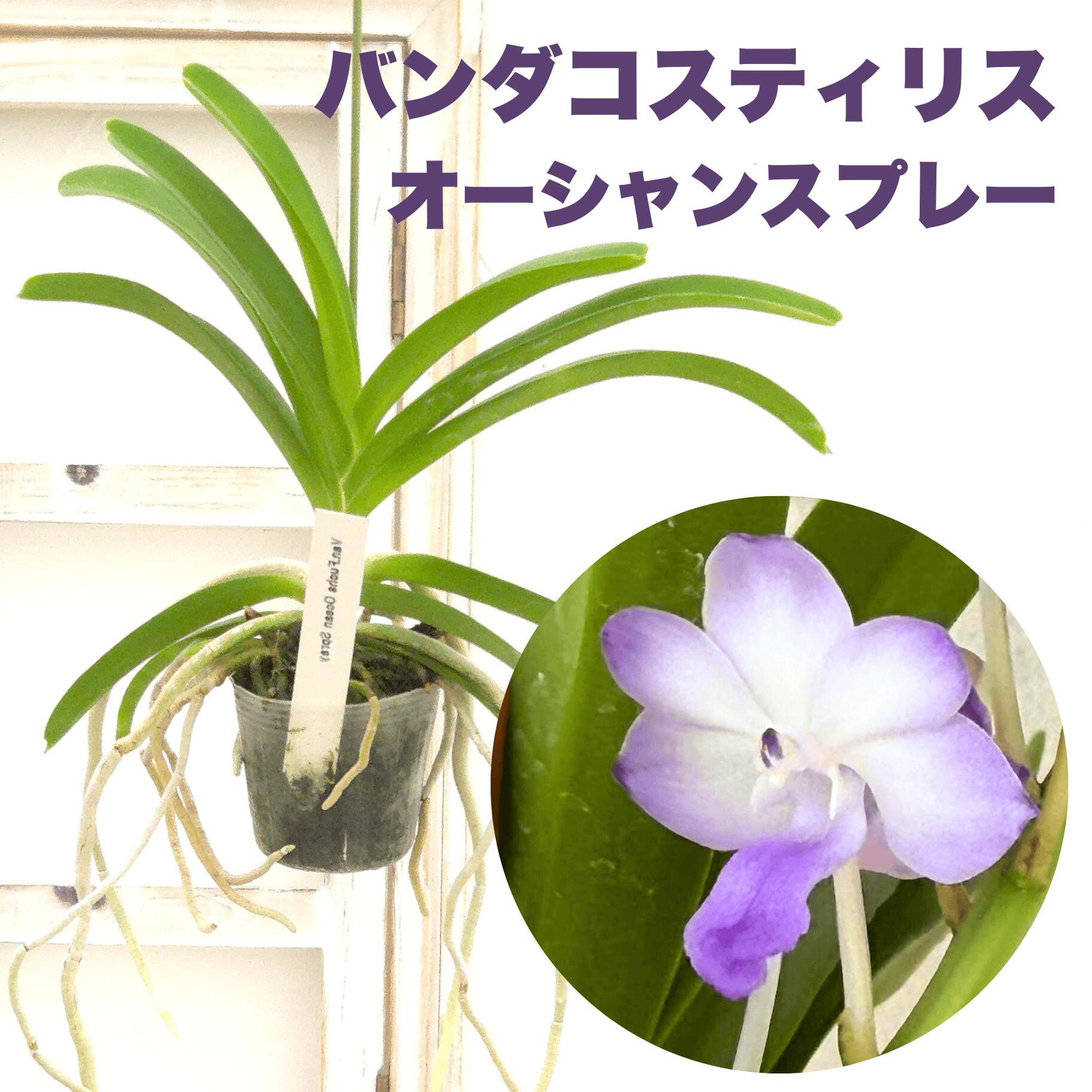 楽天市場】香りの新品種 洋ランの苗『風蘭系交配種 オーシャンスプレー