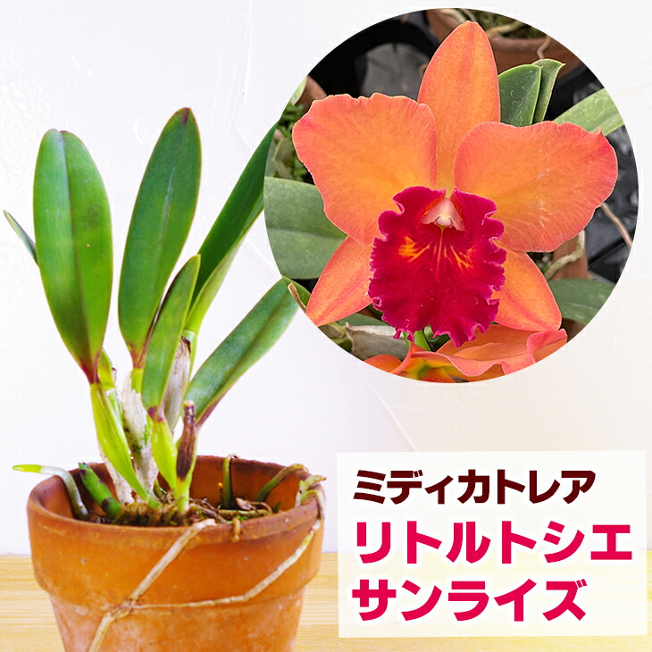楽天市場】洋ランの苗『ミディカトレア 「リトルトシエ'サンライズ