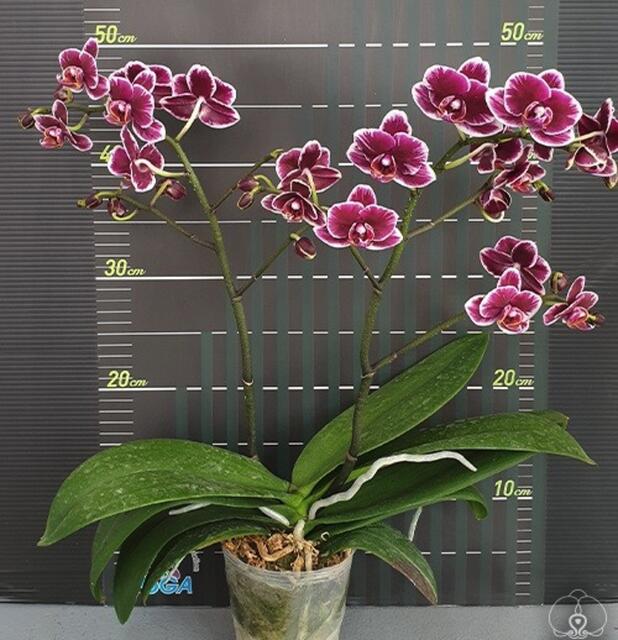 楽天市場】今ならつぼみ、または花付き！-- 【新品種登場！】洋ランの