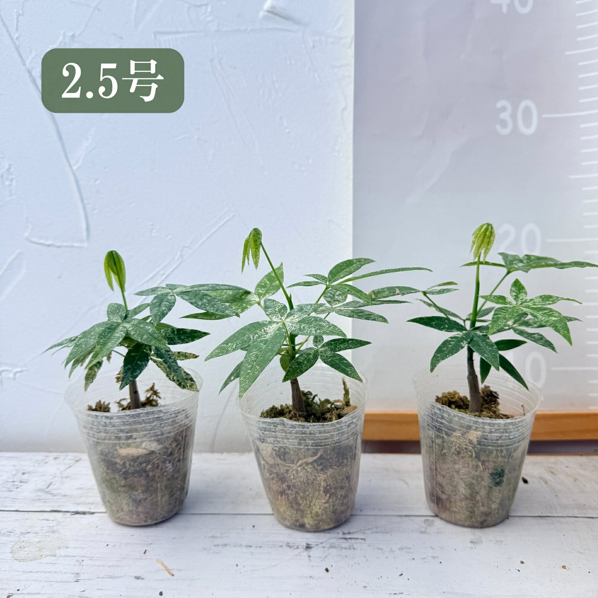 楽天市場】『「パキラ ミルキーウェイ」実生苗 斑入り 』2.5号 3号