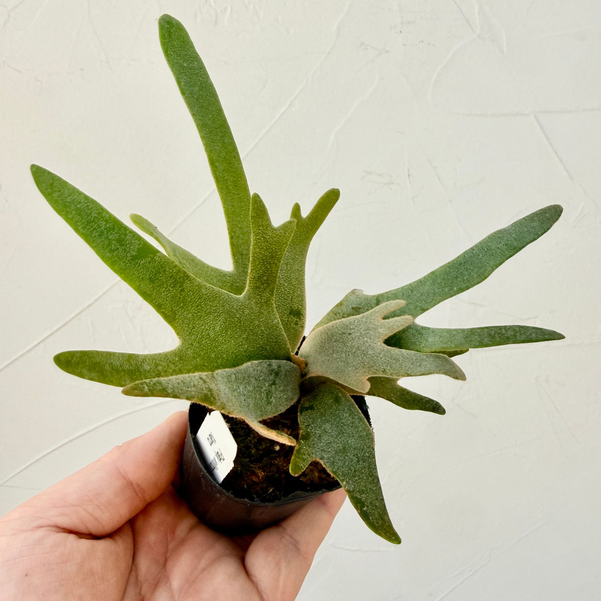 楽天市場 | 森水木のラン屋さん - ビカクシダ・nanoの育て方｜ドワーフ