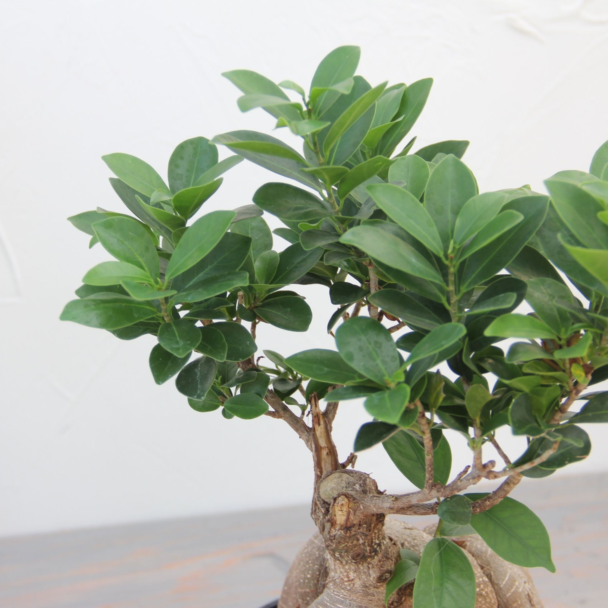 楽天市場】『ガジュマル 盆栽仕立て』Ficus microcarpa 6号鉢 ミニ観葉