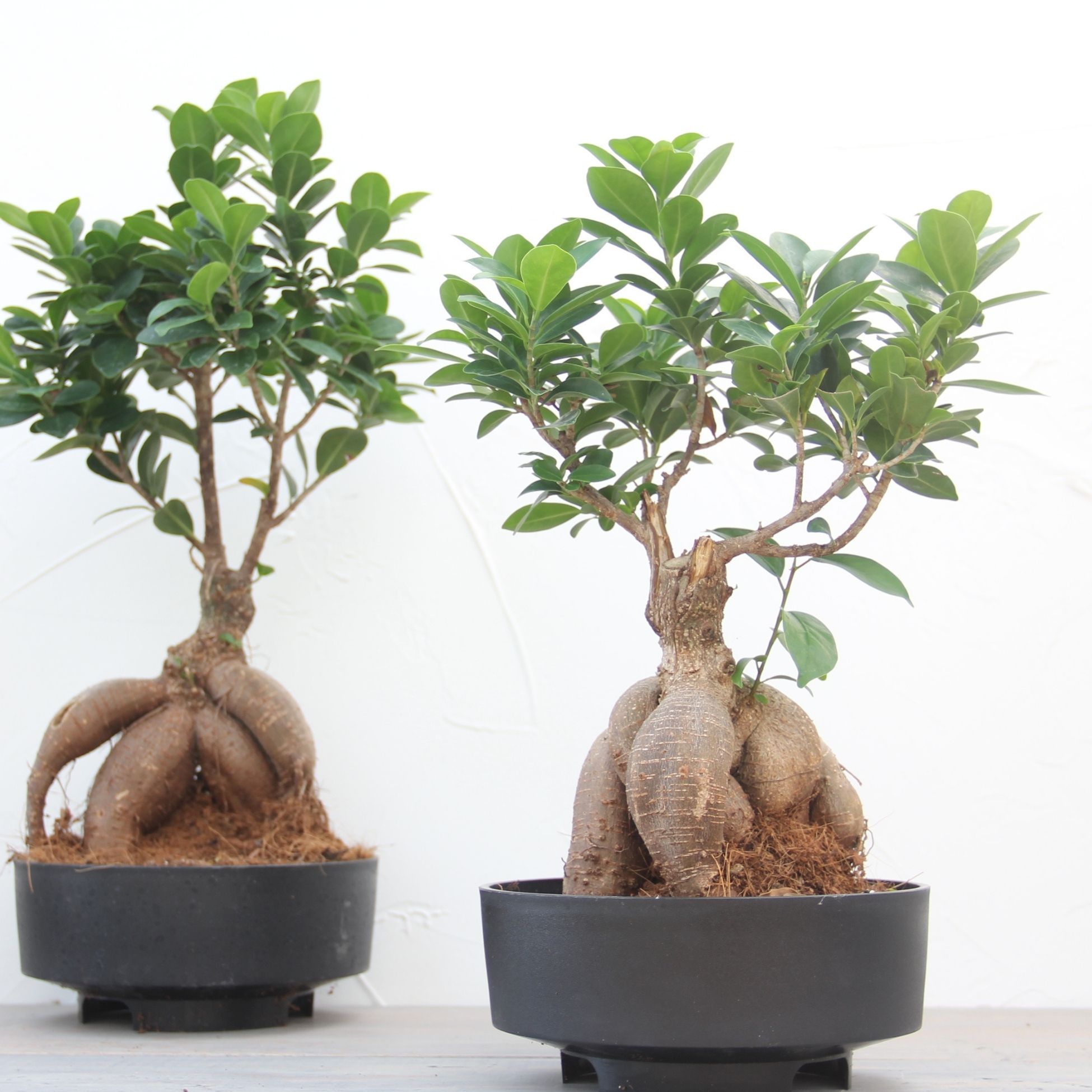楽天市場】『ガジュマル 盆栽仕立て』Ficus microcarpa 6号鉢 ミニ観葉