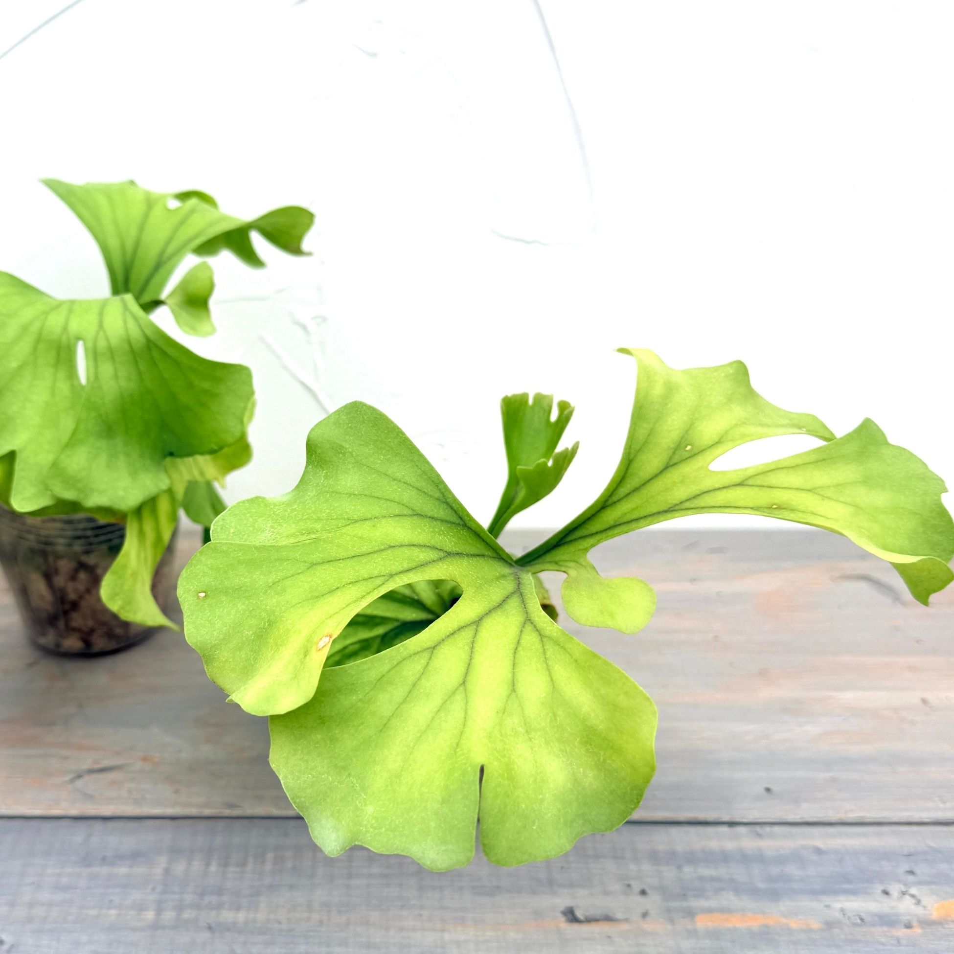 楽天市場】『ビカクシダ リドレイ ワイドフォーム』コウモリラン 3号水