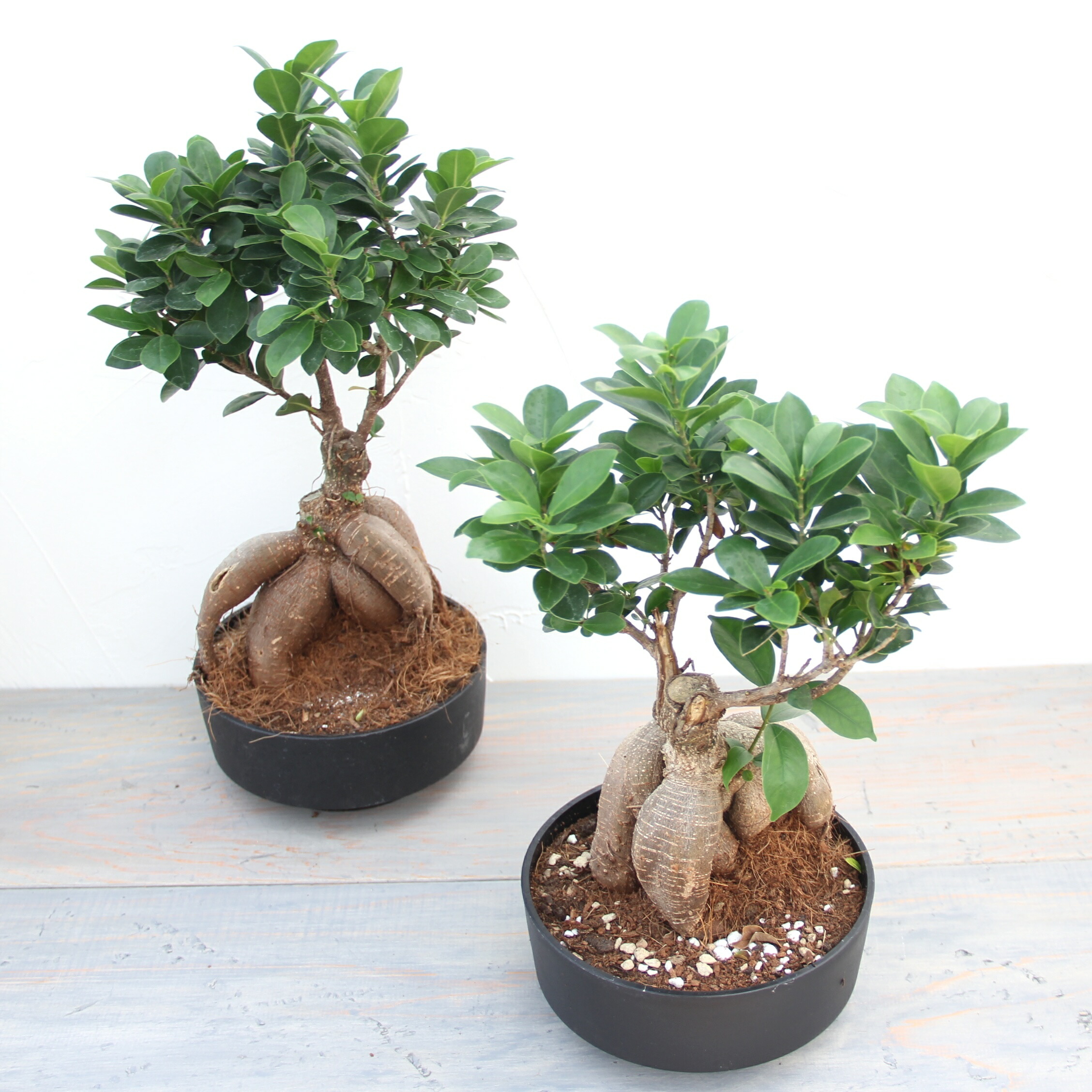 楽天市場】『ガジュマル 盆栽仕立て』Ficus microcarpa 6号鉢 ミニ観葉
