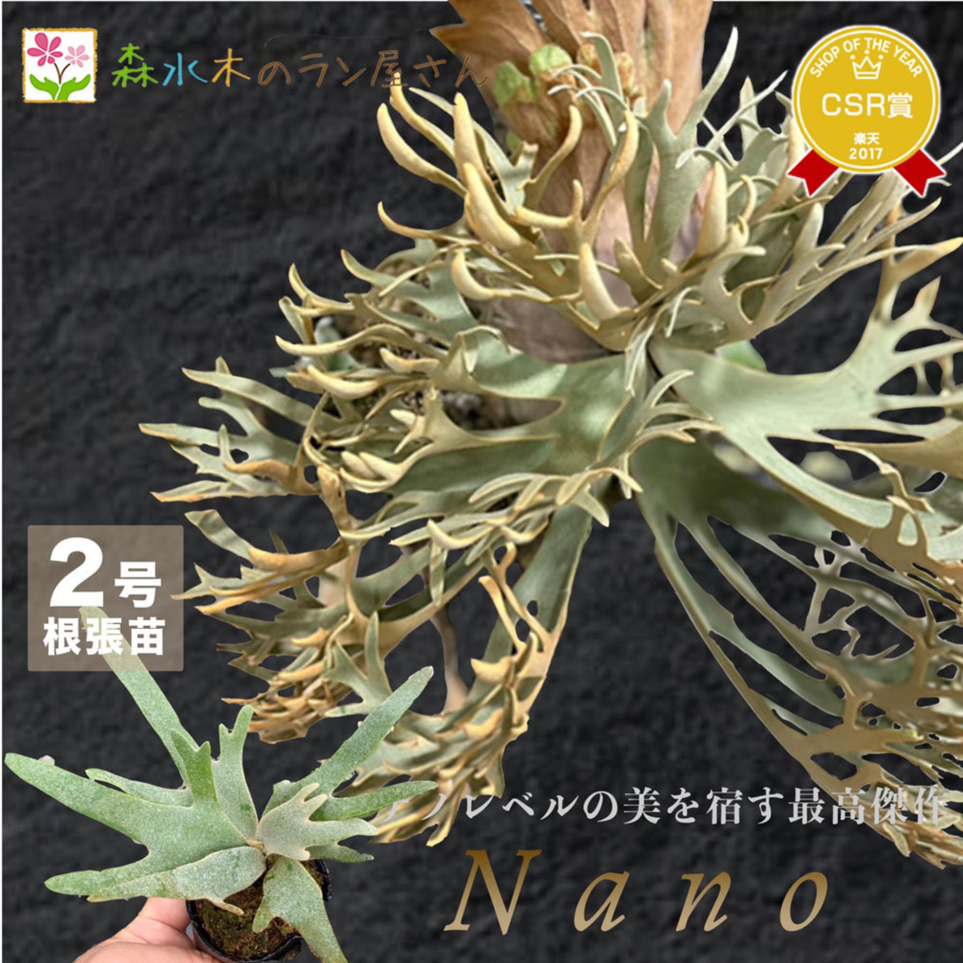 楽天市場 | 森水木のラン屋さん - ビカクシダ・nanoの育て方｜ドワーフ