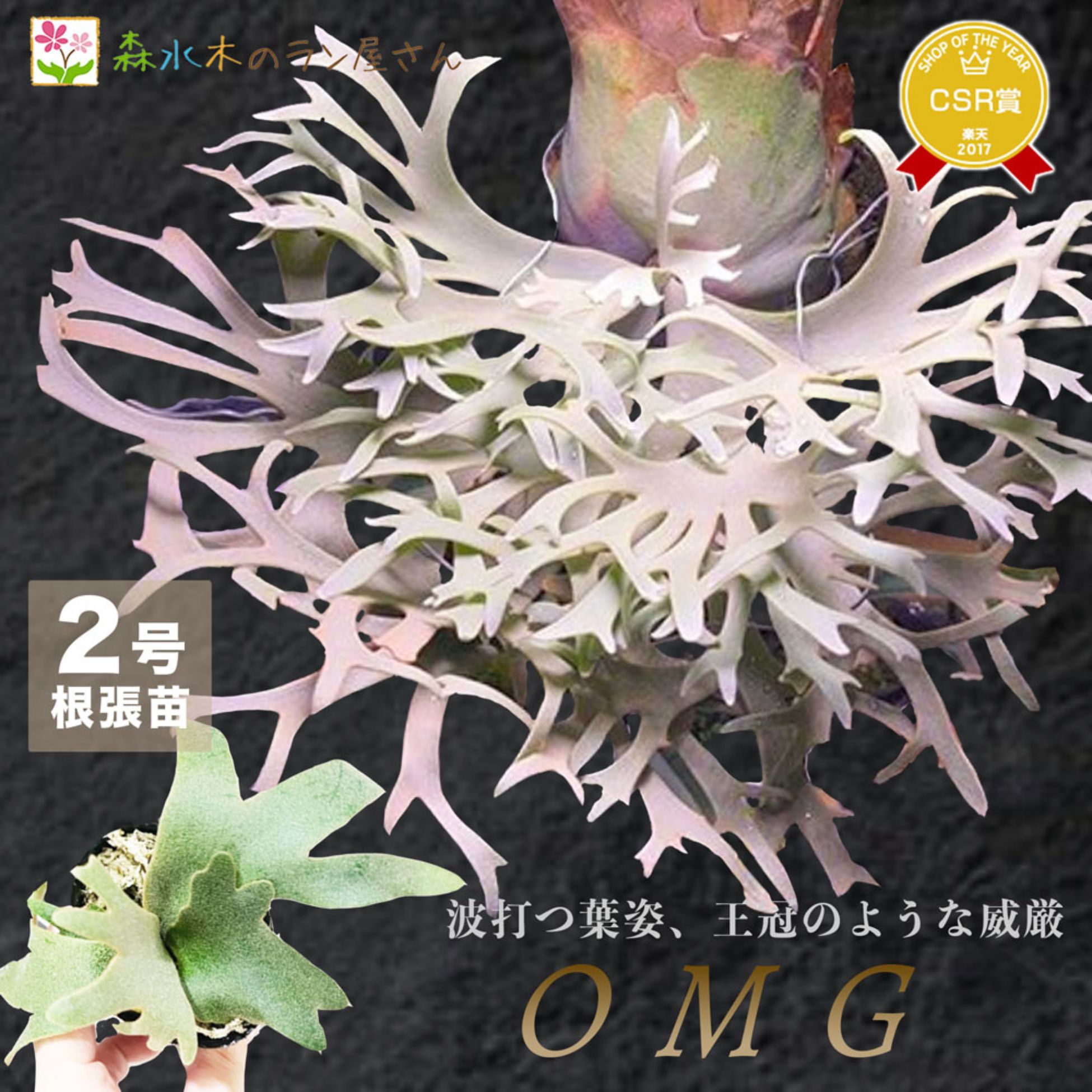 楽天市場】『ビカクシダ ウィリンキー OMG』コウモリラン ドワーフ 2号