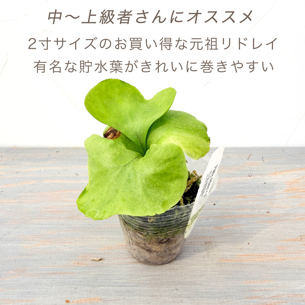 楽天市場】『ビカクシダ（コウモリラン）リドレイ』2号 3号水苔ポット