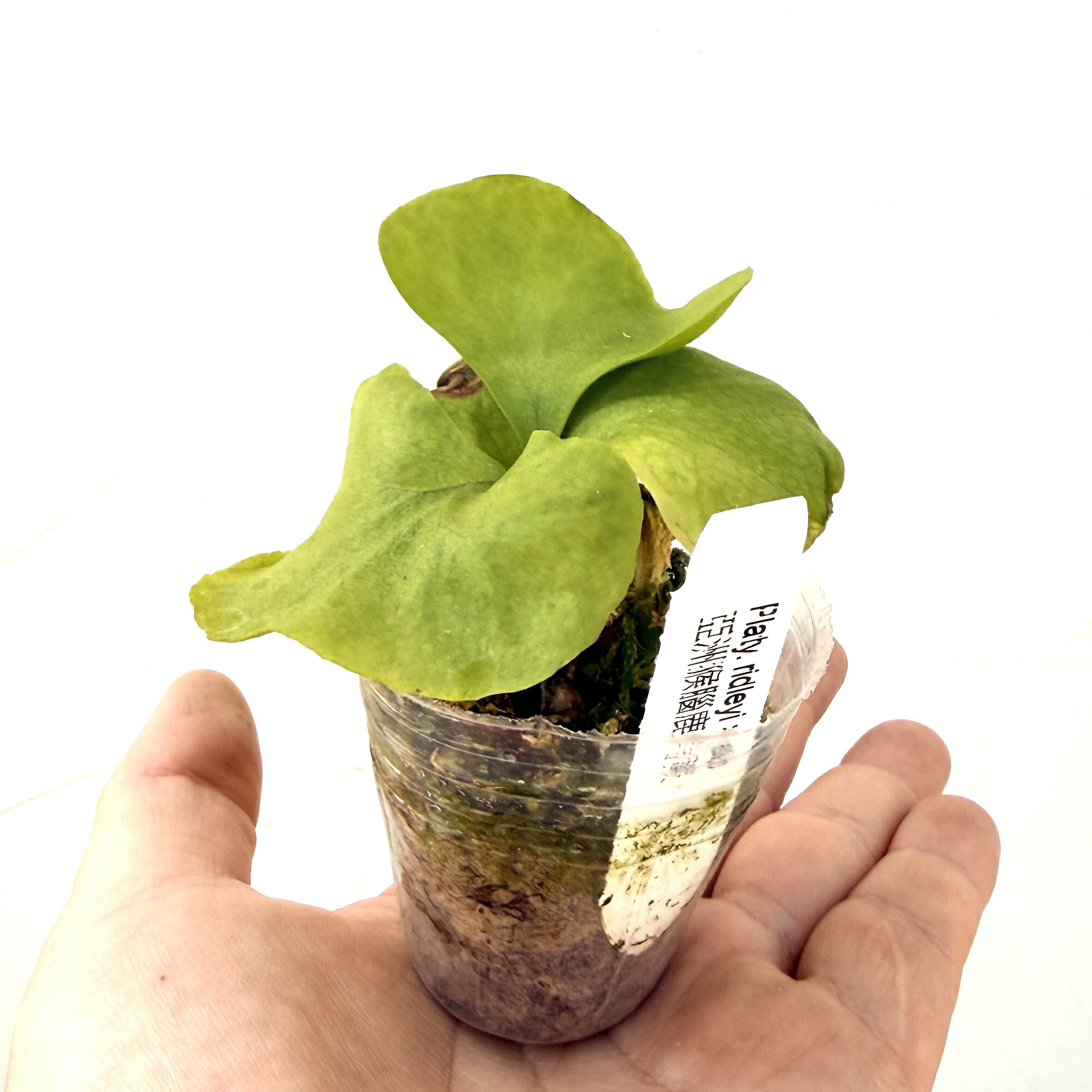 楽天市場】『ビカクシダ（コウモリラン）リドレイ』2号 3号水苔ポット