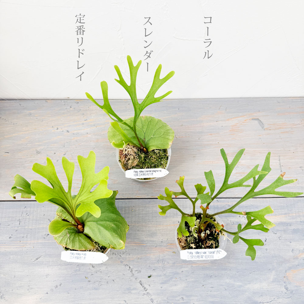 楽天市場】『ビカクシダ リドレイ コーラル』コウモリラン 2.5号水苔