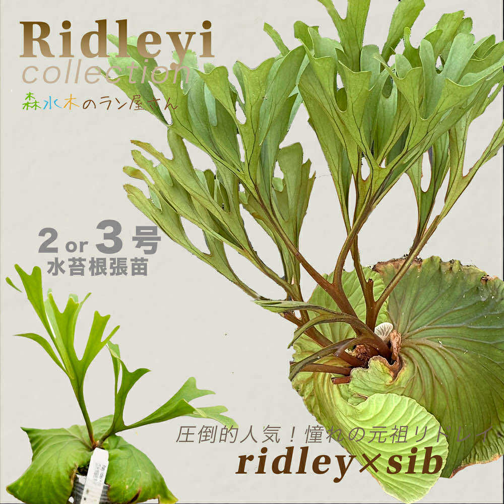 楽天市場】『ビカクシダ（コウモリラン）リドレイ』2号 3号水苔ポット