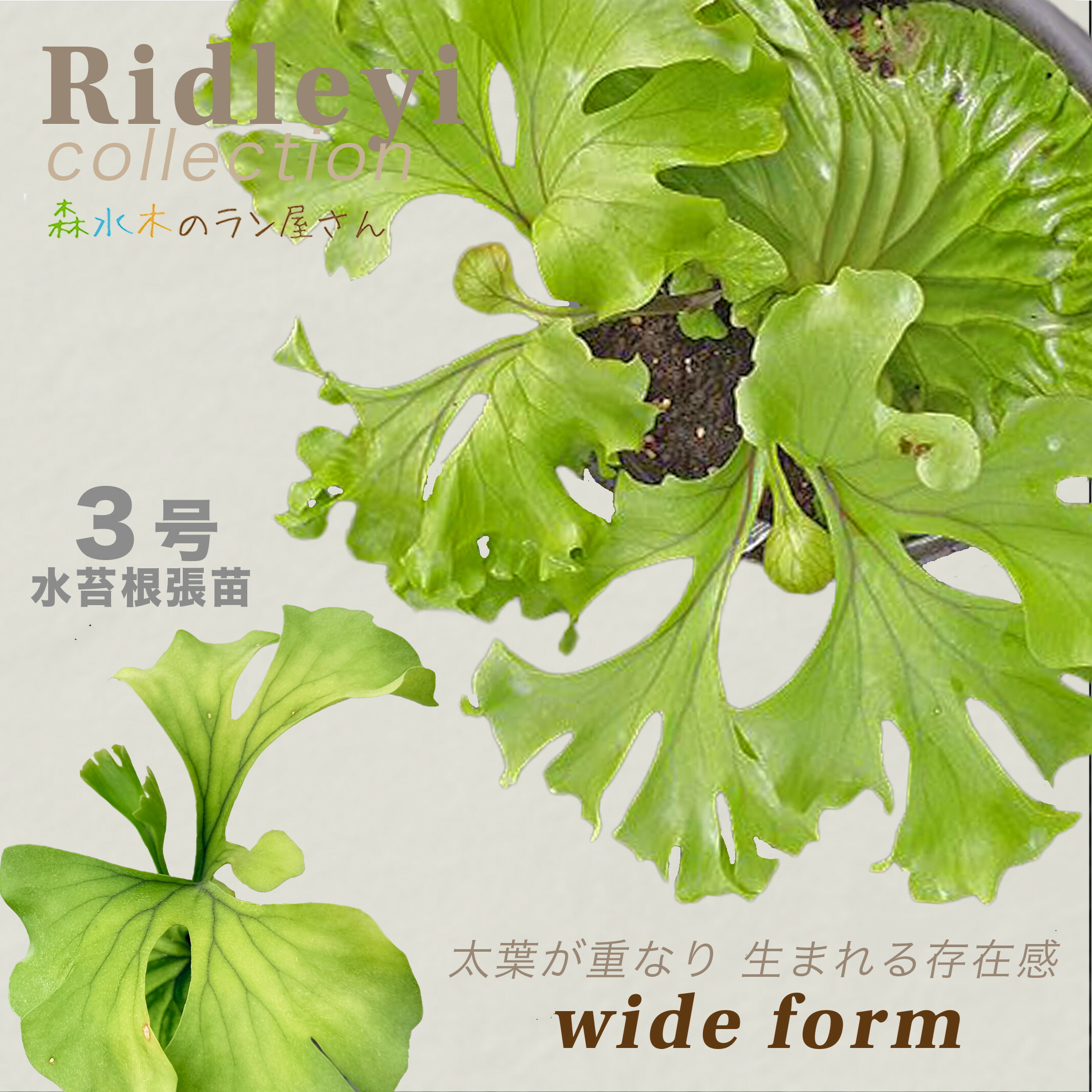 楽天市場】『ビカクシダ リドレイ ワイドフォーム』コウモリラン 3号水