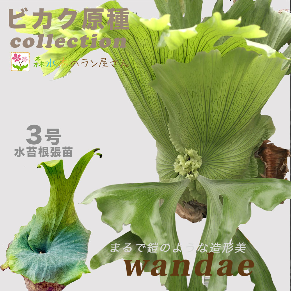 楽天市場 | 森水木のラン屋さん - ビカクシダの「原種」全18種を解説